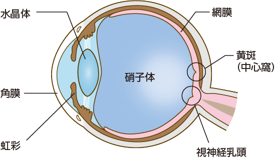網膜と硝子体