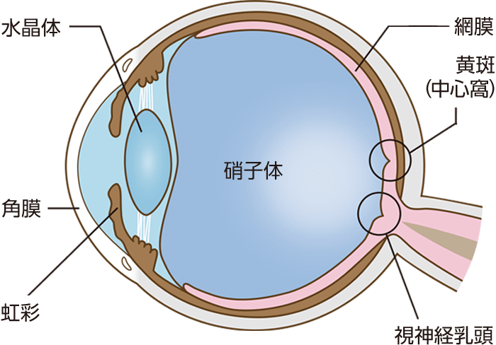網膜と硝子体